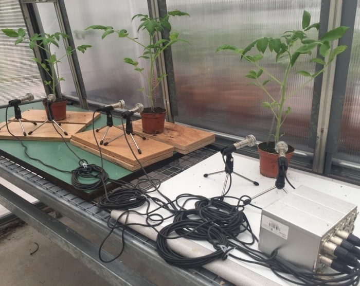 Die Geräusche von drei Tomatenpflanzen werden in einem Gewächshaus aufgenommen. Foto: Ohad Lewin-Epstein/Cell Press/dpa