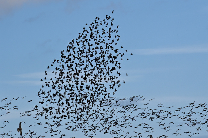 Ein Greifvogel (l) stößt in einen Schwarm aus Staren die sich derzeit am Himmel sammeln. Im Hintergrund sind Gänse zu sehen die fortziehen. Foto: Klaus-Dietmar Gabbert/dpa
