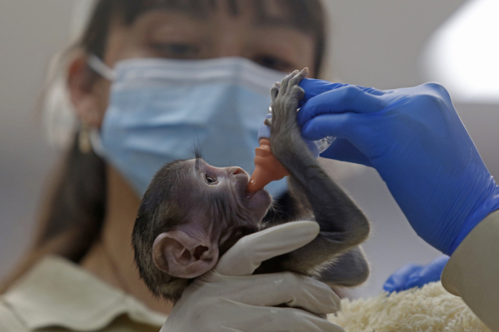 Affenbaby Yuji wird im Zoo von Guadalajara mit der Flasche gefüttert. Die bedrohte Art der Husarenaffen gilt laut IUCN als potenziell gefährdet. Foto: dpa/Fernando Carranza Garcia