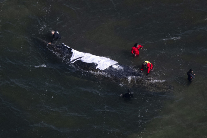 Helfer arbeiten nahe Wismar an der Rettung eines gestrandeten Buckelwals. Das Tier liegt weiter im Flachwasser, eine Initiative kämpft um sein Überleben. Foto: dpa/Philip Dulian