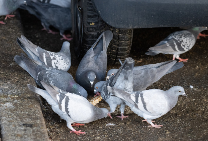 Tauben balgen sich um Brot. Foto: Boris Roessler/dpa