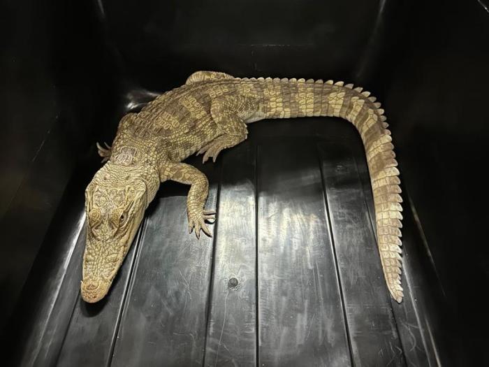 Ein beschlagnahmtes Krokodil wurde auf dem Balkon einer Frau in Hongkong entdeckt. Foto: Behörde für Landwirtschaft, Fischerei und Naturschutz/dpa
