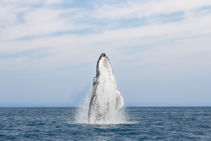 Ein arabischer Buckelwal taucht an die Oberfläche. Foto: Environment Society of Oman/D. Macdonald