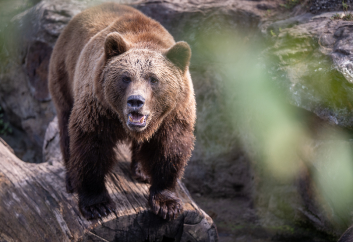 Braunbär Lillebror steht in seinem Gehege im Berliner Zoo. Foto: Monika Skolimowska/dpa