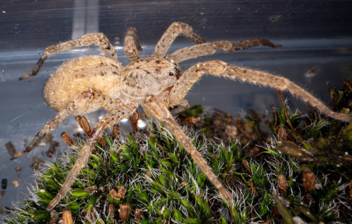Eine Nosferatu-Spinne wird in einem Behälter im Museum König in Bonn gezeigt. Die Art hat sich inzwischen in weiten Teilen Deutschlands verbreitet. Foto: dpa/Benjamin Westhoff