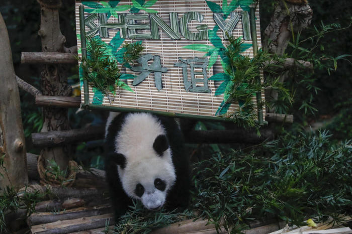 Das in Malaysia geborene Panda-Weibchen Sheng Yi. Foto: epa/Fazry Ismail