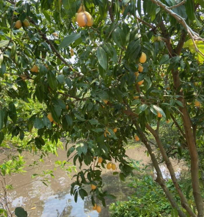 Mangopflaumen sind saisonal, das heißt, es gibt sie nur einmal im Jahr, gerade zur Zeit. Fotos: hf