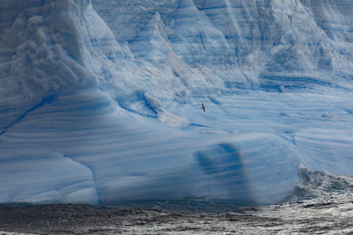 Kaiserpinguine im Weddellmeer. Im australischen Hobart startet am 16.10.2023 die zweiwöchige Jahrestagung der Antarktis-Kommission CCAMLR. Foto: John Weller/dpa