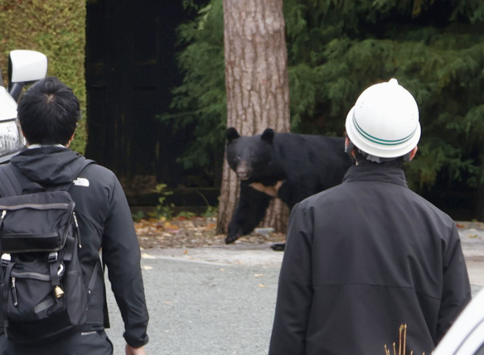 Ein Bär zeigt sich im Zentrum von Morioka in der Präfektur Iwate im Nordosten Japans. Foto: Uncredited/Kyodo/dpa