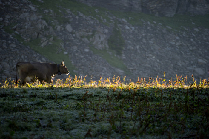  Kuh am Morgen auf der Alm. (Archivbild). Foto: epa/Sigi Tischler