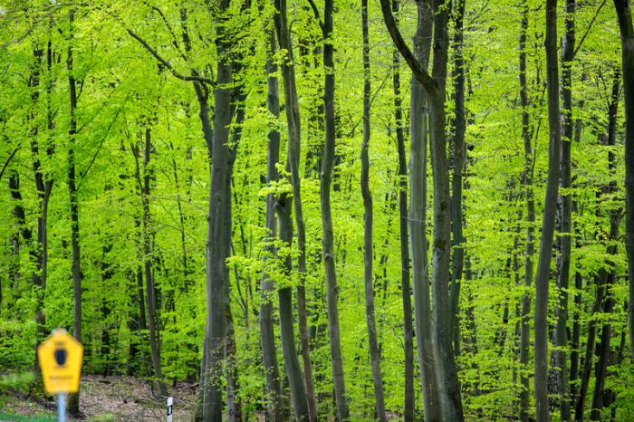 Buchen stehen in einem Waldstück in der Nähe des Warnowtals. Foto: Jens Büttner/dpa-zentralbild/dpa