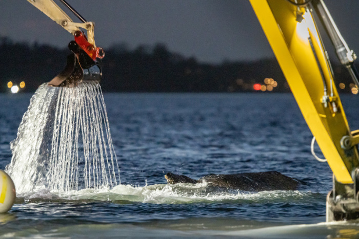 Mehrere Bagger arbeiten in der Nähe von einem gestrandeten Wal. Experten versuchen erneut, den vor Timmendorfer Strand festsitzenden Buckelwal freizubekommen. Foto: Ulrich Perrey/dpa