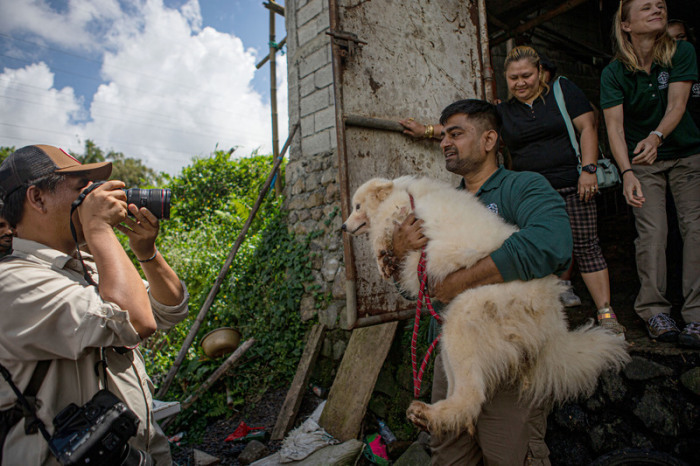 Hunde werden von Mitgliedern des Rettungsteams der Humane Society International aus einem Schlachthaus gerettet. Foto: Muhammad Taufan/dpa