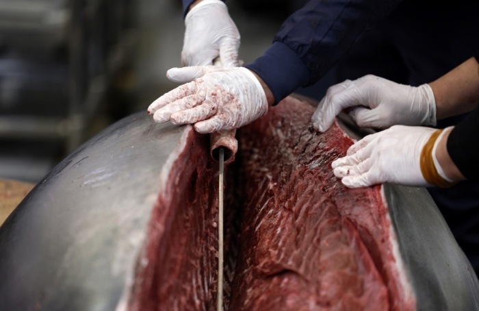 Yukitaka Yamaguchi zerlegt einen bei der ersten Neujahrsauktion im Tokioter Toyosu Market ersteigerten Blauflossen-Thunfisch mit einem Rekordpreis von 207 Millionen Yen. Foto: epa/Franck Robichon