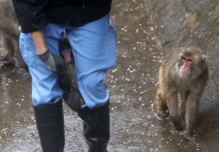 Der junge Japanmakak «Punch» klammert sich im Zoo Ichikawa beim Füttern an seinen Pfleger Kosuke Shikano. Foto: FRANCK ROBICHON/epa