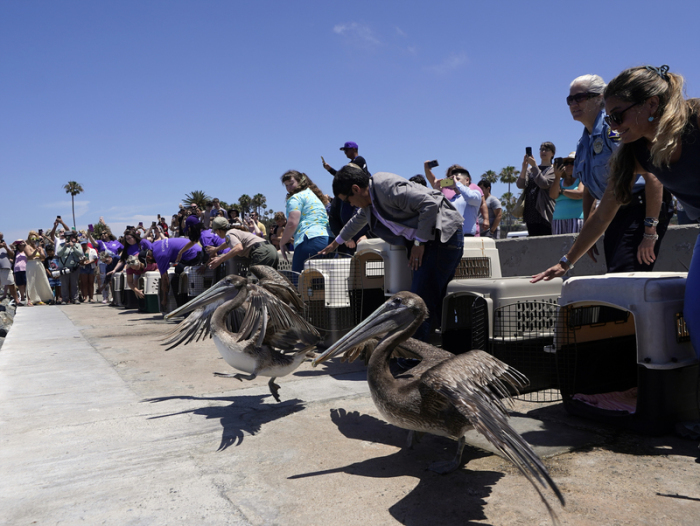 Mitglieder der Wildtierauffangstation Wetlands and Wildlife Care Center und Freiwillige entlassen zwölf Braunpelikane am Corona Del Mar State Beach in Newport Beach (Kalifornien) in die Freiheit. Foto: Damian Dovarganes