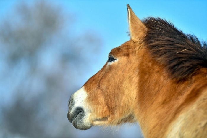 Das Przewalski-Pferd im Hortobagy-Nationalpark. Foto: epa/Zsolt Czegledi Ungarn Out