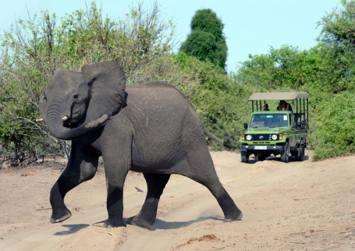 Ein Elefant kreuzt den Weg eines Geländewagens mit Touristen im Chobe Nationalpark in Botsuana. Vor zehn Jahren nahm Juan Carlos an einer Elefantenjagd in Botsuana teil, die dem spanischen Altkönig noch... Foto: Thomas Schulze/dpa-zentralbild/dpa