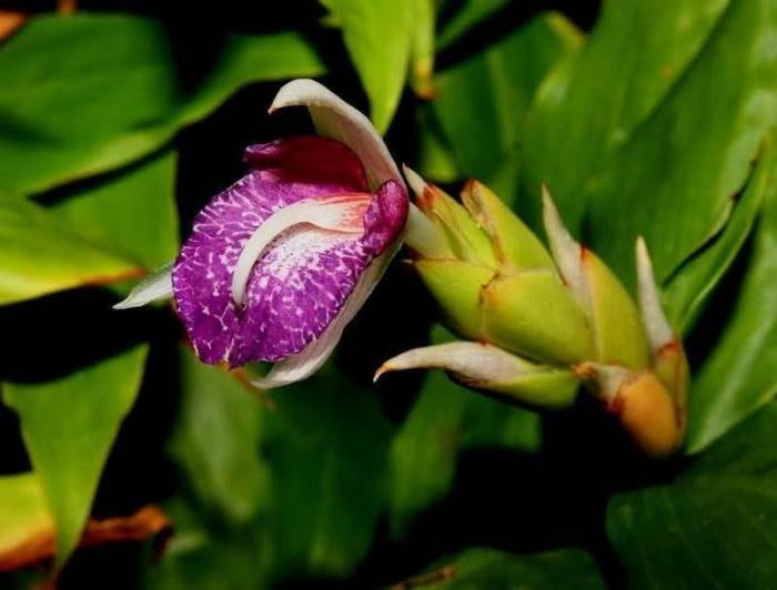 Iririt wächst ausschließlich in Kalksteinregionen der Provinz Loei und gilt als seltene, endemische Pflanzenart Thailands. Bild: Department of National Parks, Wildlife and Plant Conservation (DNP)