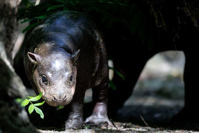 Das Zwergflusspferd Brötchen wurde am 9.Mai im Zoo Berlin geboren. Foto: Carsten Koall/dpa