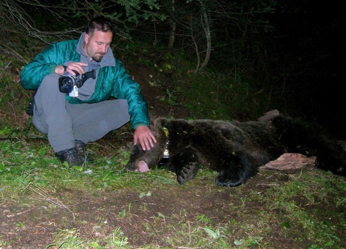 Der Bär Jurka (der Bär schläft) wurde von einem Spezialeinsatzkommando der italienischen Forstverwaltung in der Region Trentino-Südtirol entführt. Foto: epa/Files
