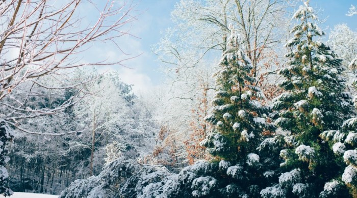 Foto: Unsplash/Ian Schneider