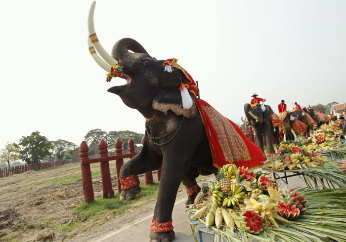 Elefanten-Buffet zum Nationalen Elefantentag in der alten historischen Stadt Ayutthaya. Foto: epa/RUNGROJ YONGRIT