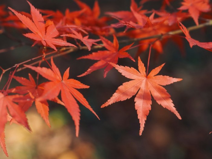 Foto: Unsplash+