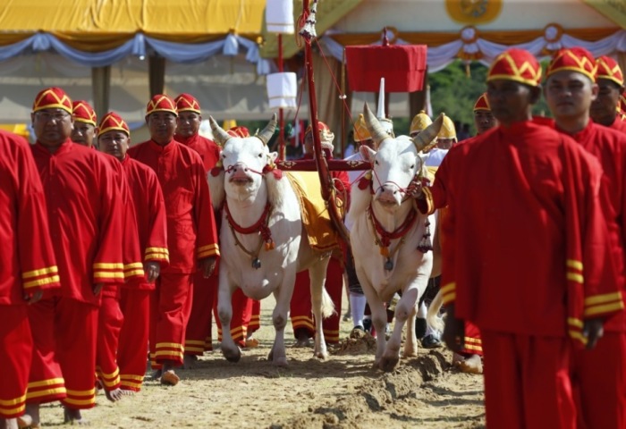 Heilige Ochsen werden bei der Royal Ploughing Ceremony in Bangkok von Beamten in traditionellen Gewändern geführt. Das Ritual markiert den Beginn der Reissaison. Foto: EPA/RUNGROJ YONGRIT